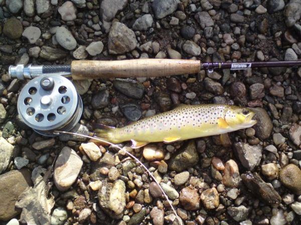 Seamie's small but perfect first trout of 2009